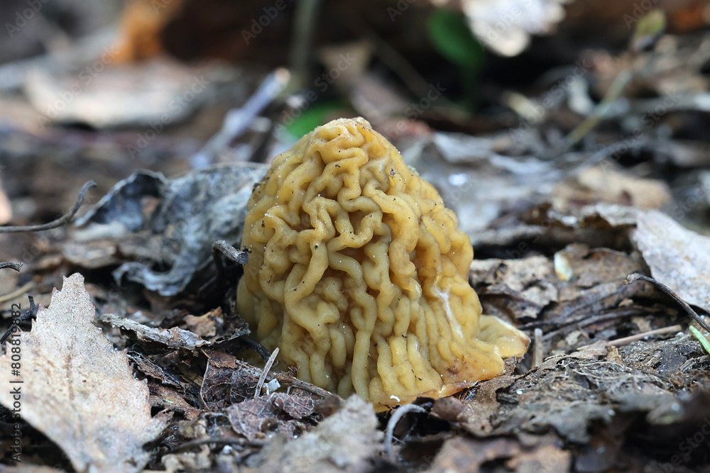 Verpa bohemica, known as the early morel, early false morel or the wrinkled thimble-cap, wild edible mushroom from Finland Verpa bohemica, known as the early morel, early false morel or the wrinkled thimble-cap, wild edible mushroom from Finland