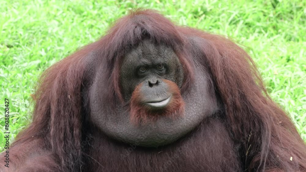 Bornean Orang Utan showing funny expression on grass background. Bornean Orang Utan showing funny expression on grass background.
