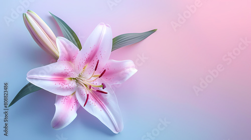 Pink lily flower isolated on gradient pink and blue background with copy space text. Elegant floral panorama banner for Mother   s Day  romantic Valentine s  Happy Birthday  spring and summer