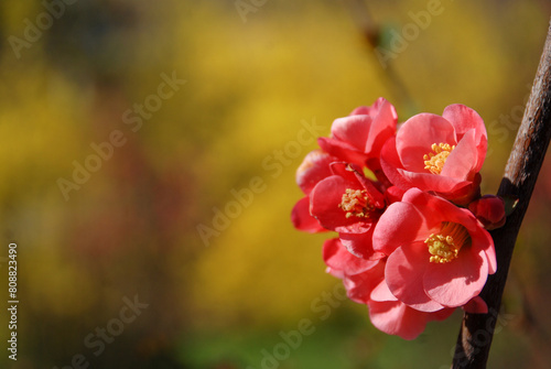 The quince tree blooms in spring. Quince flowers on a tree in an orchard.