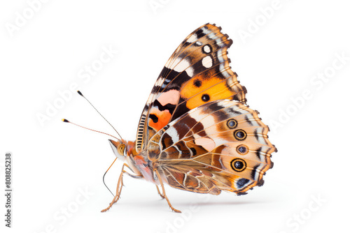 Beautiful Painted Lady butterfly isolated on a white background. Side view