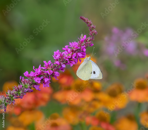 Large white butterfly, Pieris brassicae, and two hoverflies, Syrphids, feeding on nectar from a pink flowering purple loosestrife, Lythrum salicaria, biodiversity in a natural garden, Germany  photo
