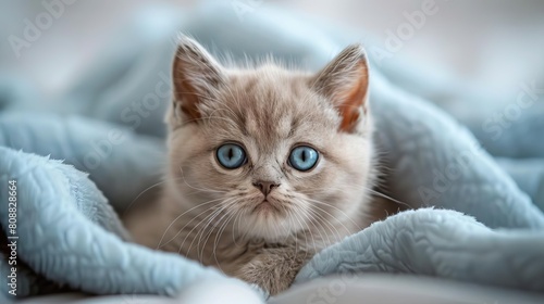 A veterinarian performing genetic counseling for breeders of rare hypoallergenic cats, specialized and unique service in a feline genetics clinic © J@x In The Box