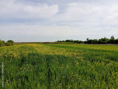 Beautiful landscape on a wheat field on a white day in spring. green stalks of wheat on a spacious field.