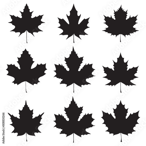 Maple leaf black silhouette set. Autumn forest maple leaf icon illustration
 photo