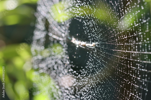Spider web. Spider on a Web with Dew Drops in the Morning.  Close-up photo of spider web with green background. 