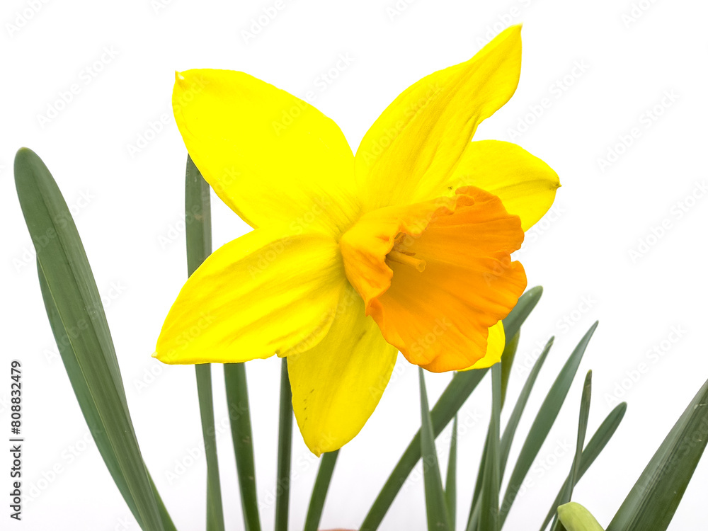 Daffodil yellow flower with orange center isolated on white background Daffodil yellow flower with orange center isolated on white background