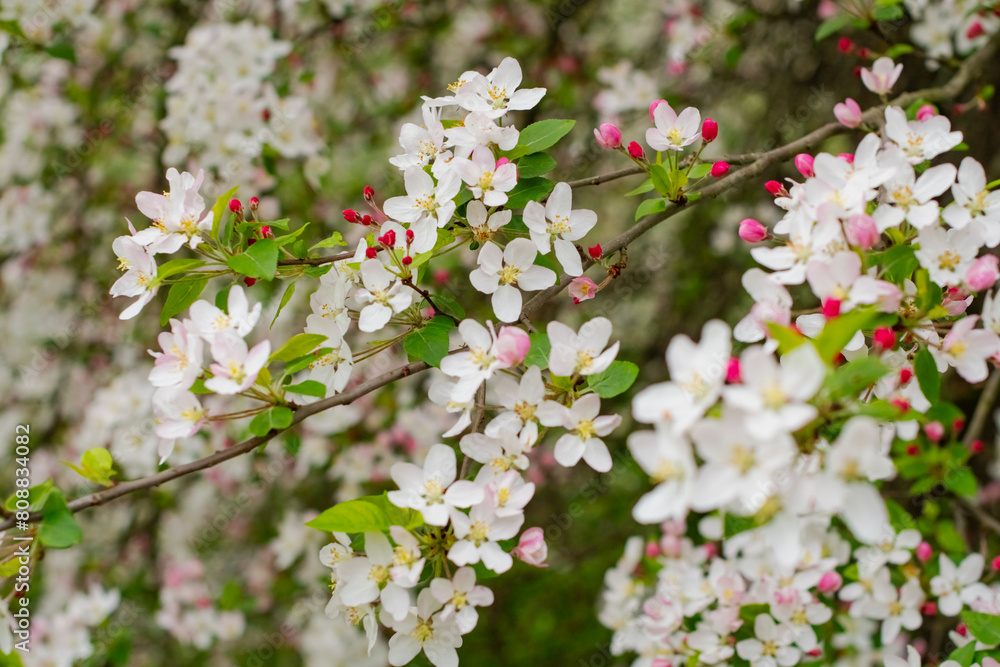 Selective focus close up blooming trees park, rainy day, bokeh natural background image Selective focus close up blooming trees park, rainy day, bokeh natural background image
