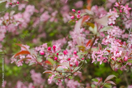 Selective focus close up blooming trees park, rainy day, bokeh natural background image © Stock fresh 