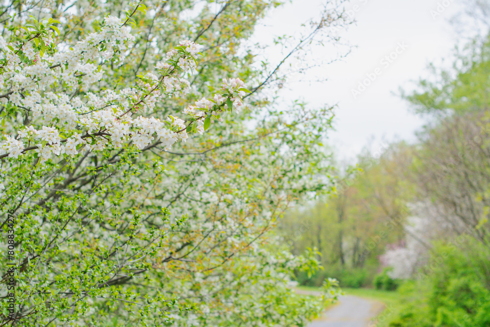 Fototapeta premium Selective focus close up blooming trees park, rainy day, bokeh natural background image