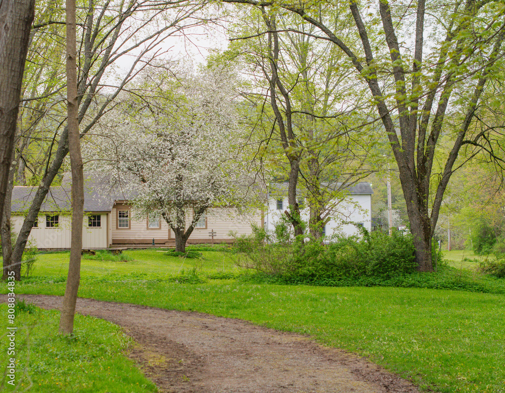 Selective focus background image fresh spring bloom rainy weather, old fashion garden and park land Selective focus background image fresh spring bloom rainy weather, old fashion garden and park land