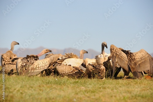 CAPE VULTURES (Gyps coprotheres). squabbling and jostling on a carcass.  Southern Drakensberg, Underberg, south africa  photo
