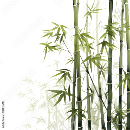 PNG Bamboo jungle backgrounds plant white background.