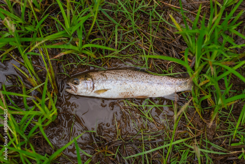Open season small trout on the wet ground grass, copy space, shore fishing