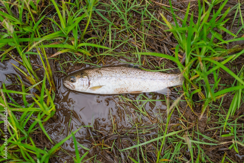 Open season small trout on the wet ground grass, copy space, shore fishing