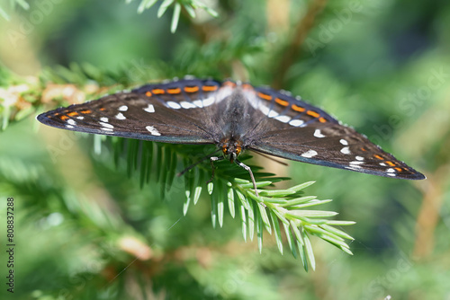 Poplar Admiral, Limenitis populi, butterfly from Finland