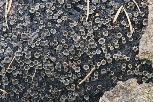 Encoelia pruinosa, also called Sclerencoelia pruinosa, commonly known as Sooty-bark canker,  lethal and aggressive pathogen of aspen trees. photo