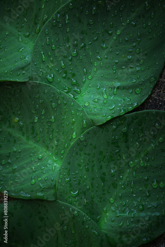 green leaf with drops