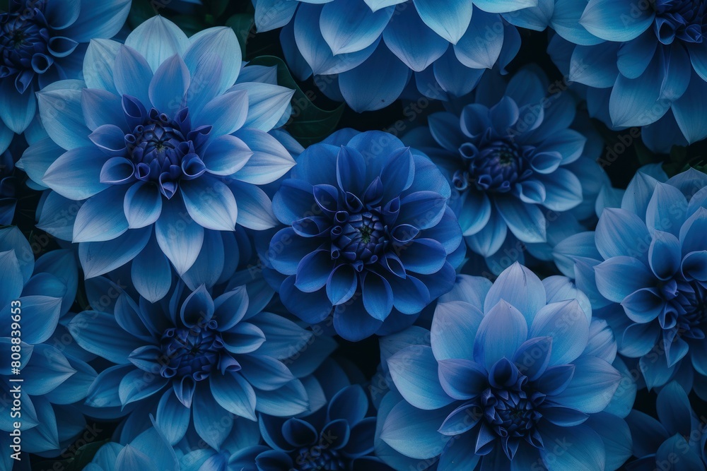 Tranquil and soothing blue dahlia blooms in a natural garden background with abundance of vibrant petals Tranquil and soothing blue dahlia blooms in a natural garden background with abundance of vibrant petals
