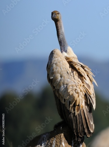 CAPE VULTURES (Gyps coprotheres) gather around a carcass in the drakensberg foothills, kwazulu Natal, South Africa photo