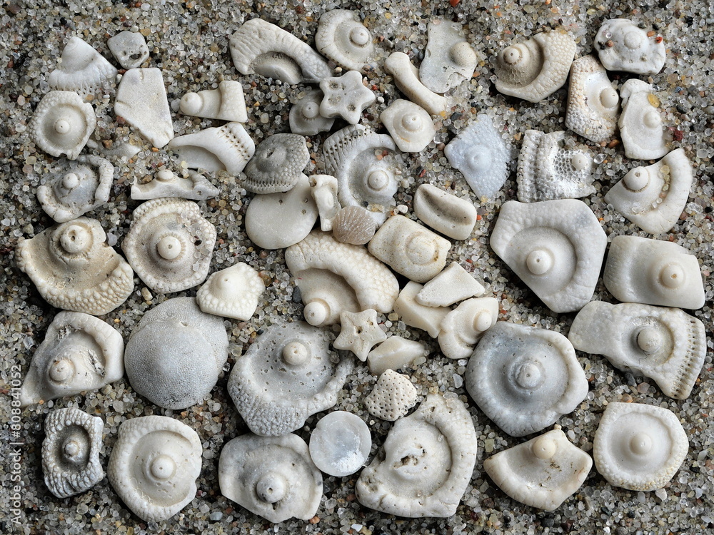Φωτογραφία Explore the captivating world of small fossils from the Baltic Sea region: a texture steeped in marine history and scientific treasures
