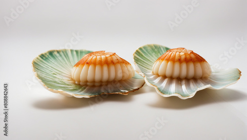 shell isolated on white background