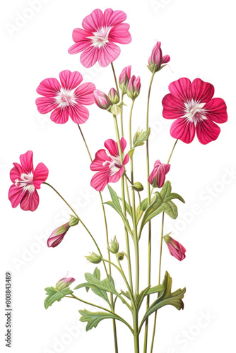 PNG Flower plant red inflorescence.