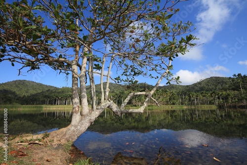 Terminalia catappa leadwood invasive tree photo