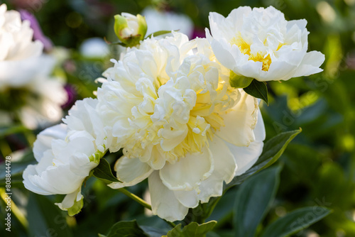 Blooming bush of bomb-shaped white and yellow peonies in the garden