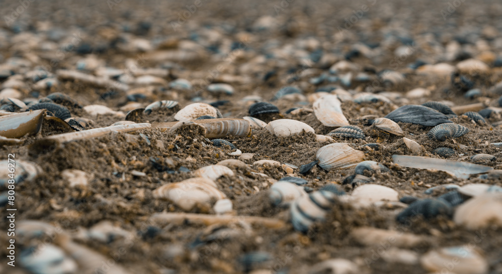 shells on the beach, Schiermonnikoog island shells on the beach, Schiermonnikoog island