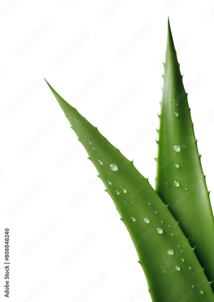 PNG A aloe vera leave backgrounds plant xanthorrhoeaceae. AI generated Image by rawpixel. PNG A aloe vera leave backgrounds plant xanthorrhoeaceae. AI generated Image by rawpixel.
