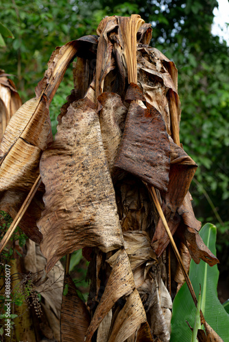 The banana tree  now dry and lifeless  turns its leaves brown  showcasing the cycle of life and the inherent beauty found within nature s processes.