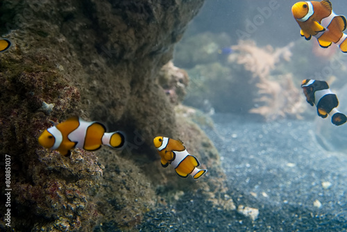 spotted amphiprion, clownfish, Pomacentridae, fish, saltwater, f