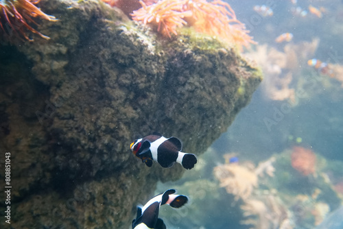 spotted amphiprion, clownfish, Pomacentridae, fish, saltwater, f
