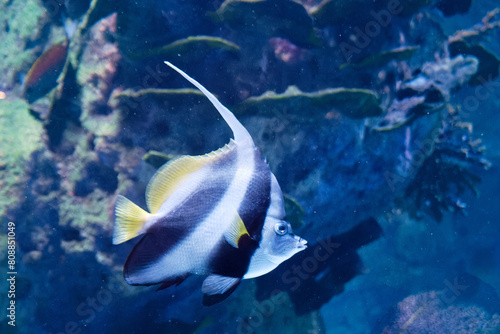 angelfish, Pterophyllum scalare, fish, saltwater, floating, wate