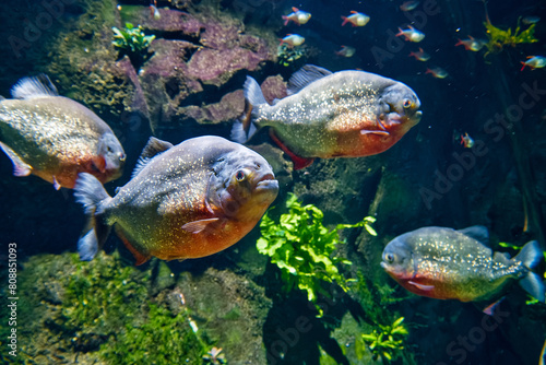 piranha, natterera, Pygocentrus nattereri, fish, predatory, floa photo