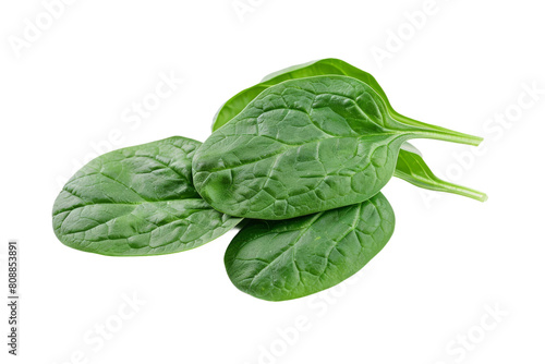 Fresh Spinach Leaves isolated on transparent background