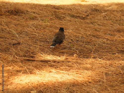 Close-up of a common myna bird with a white patch under the eye and yellow legs, foraging on a bed of dry pine needles in a natural setting photo