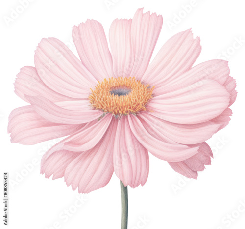 PNG Blossom flower petal daisy. AI generated Image by rawpixel.
