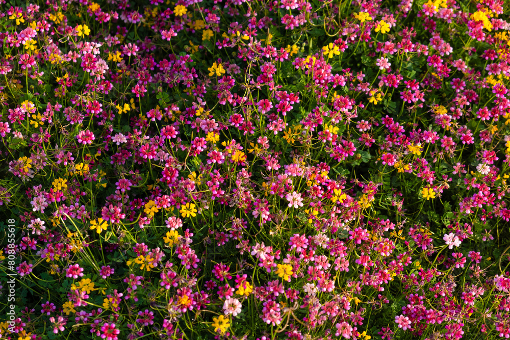Vibrant Wildflower Meadow. Low angle view of a vibrant wildflower meadow with a mix of pink, yellow, and purple flowers under a clear blue sky. Vibrant Wildflower Meadow. Low angle view of a vibrant wildflower meadow with a mix of pink, yellow, and purple flowers under a clear blue sky.