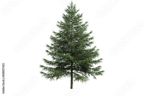 Spruce Tree isolated on transparent background