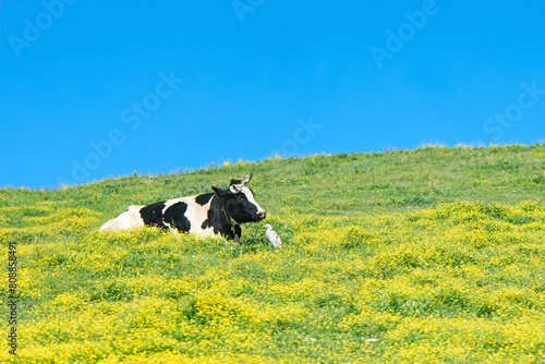 Cow Resting in Sunny Pasture, A black and white cow lying down on a vibrant green hill covered in yellow flowers under a clear blue sky.