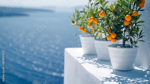 Tangerine kumquat tree in a ceramic pot on a white terrace with sea view photo