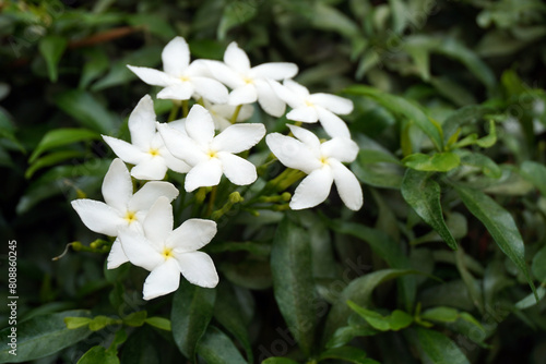 Canvas Print Pinwheel flower (Tabernaemontana divaricata)  commonly called,crape jasmine, Eas