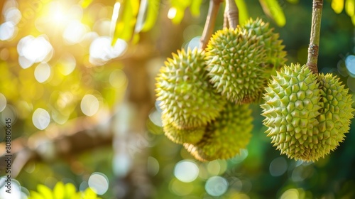This is a picture of a durian fruit hanging from a tree. The durian is a large  tropical fruit 