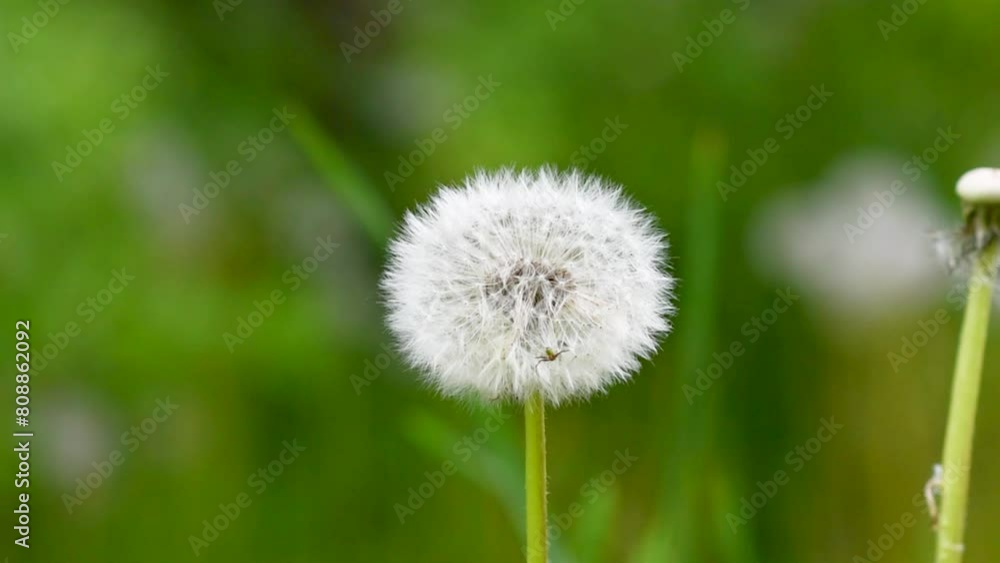 dandelion with seeds. Macro close-up. Blurred natural green spring background dandelion with seeds. Macro close-up. Blurred natural green spring background