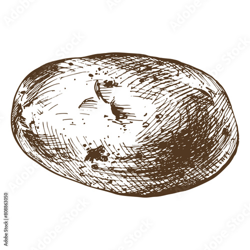 Whole tuber of white potatoes with brown skin. Graphic illustration hand drawn in brown ink. Isolated element EPS vector on the theme of harvest cooking, food, packaging, vegetable shop design © NATASHA-CHU