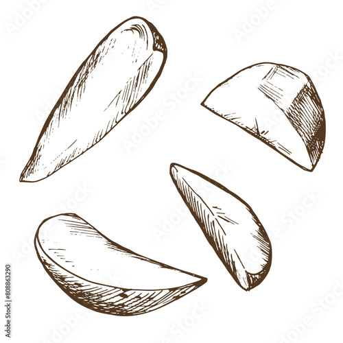White potatoes in brown skin and peeled, cut into slices. Graphic illustration hand drawn in brown ink line art on the theme of harvest, cooking, food, vegetable. Set of elements EPS vector © NATASHA-CHU