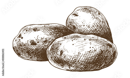 White potatoes in brown skins, a pile of whole tubers. Graphic illustration hand drawn in brown ink line art on the theme of harvest, cooking, food, vegetable. Element EPS vector © NATASHA-CHU