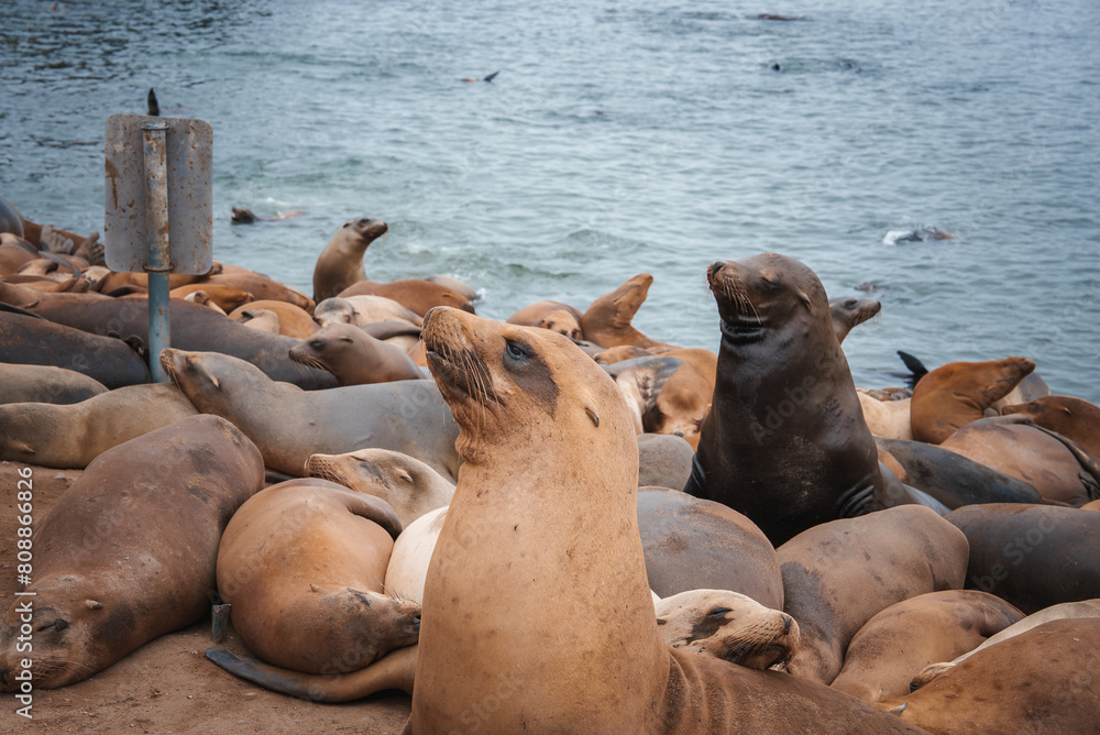 Fototapeta premium Sea lions gathered on rocky shoreline, resting and swimming. Overcast sky, coastal scene. Location unknown. Ideal for nature, wildlife, animal themes.